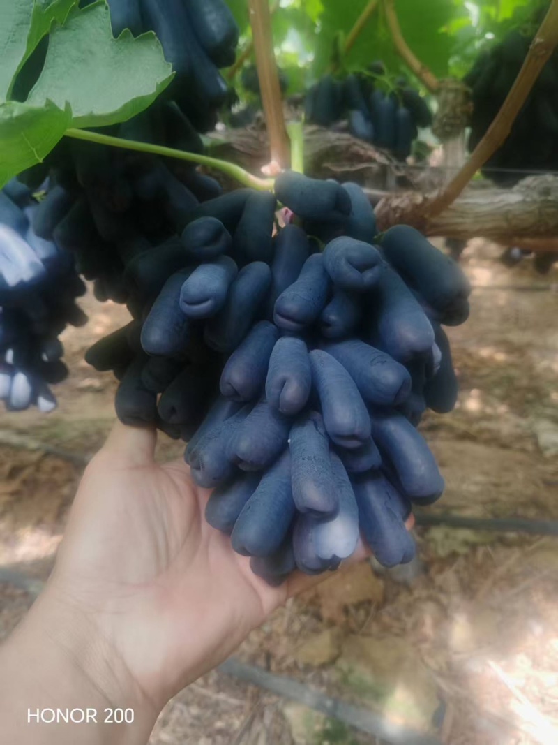 需要蓝宝石的老板联系大量供应产区直发