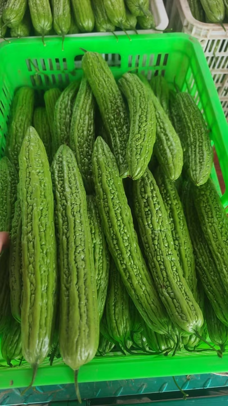 苦瓜