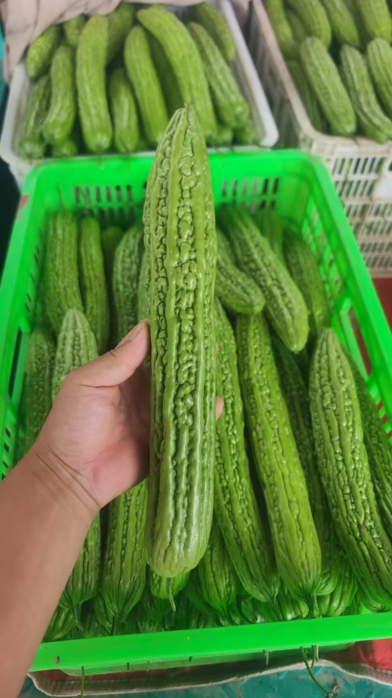 苦瓜