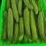 苦瓜