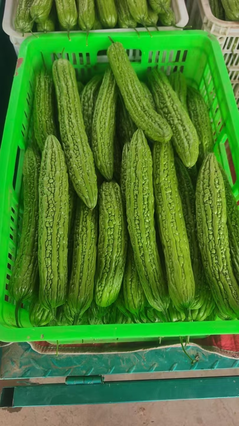 苦瓜