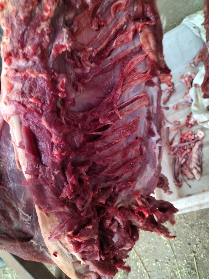 乳牛肉，狗粮