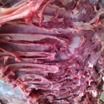 乳牛肉，狗粮