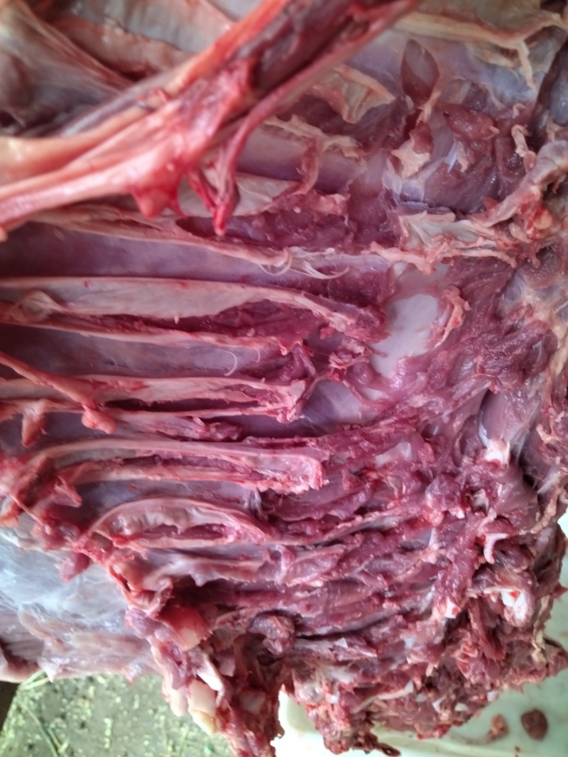 乳牛肉，狗粮
