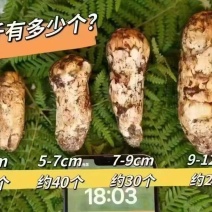雅江松茸之乡，松茸，全国发货，批发价，欢迎联系