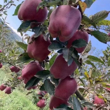 花牛苹果基地直供品质优可对接市场商超现摘现发欢迎咨询来电