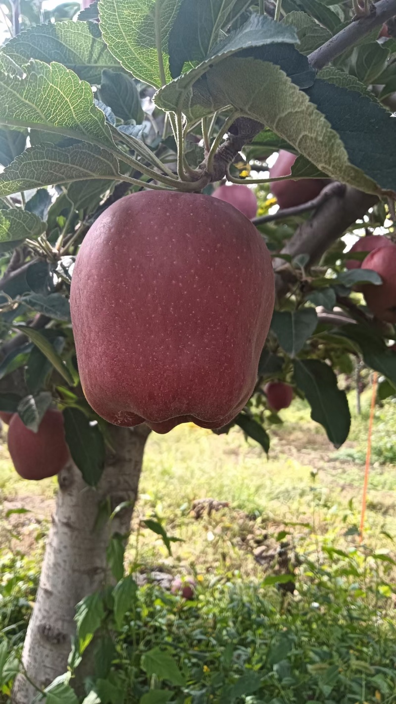 花牛苹果基地直供品质优可对接市场商超现摘现发欢迎咨询来电