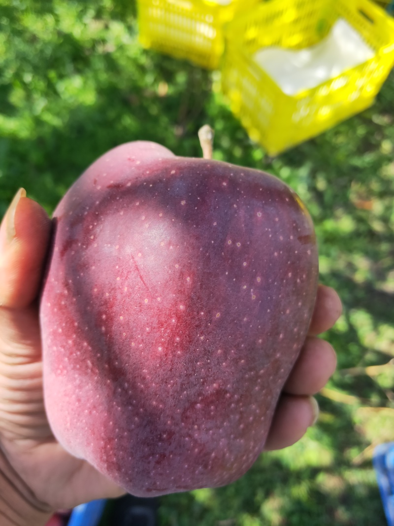 花牛苹果基地直供品质优可对接市场商超现摘现发欢迎咨询来电