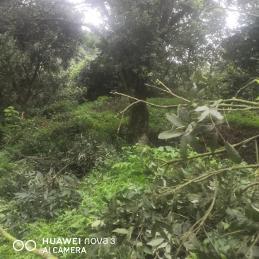 杨梅树大树，52厘米胸径杨梅大树，树高10米，树冠10米