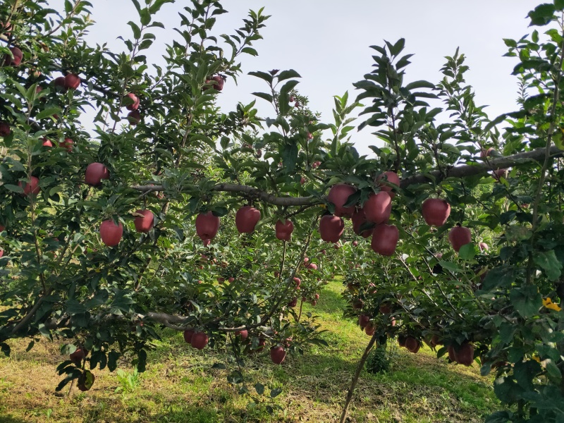 花牛苹果基地直供品质优可对接市场商超现摘现发欢迎咨询来电