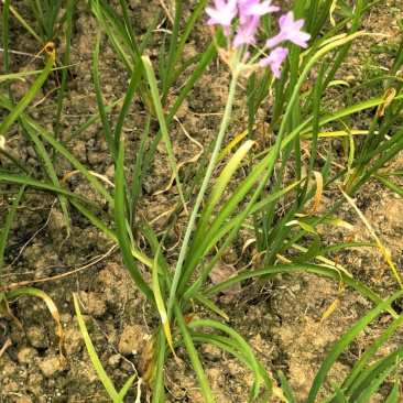 紫娇花