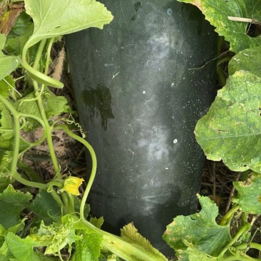 隆尧麦茬冬瓜