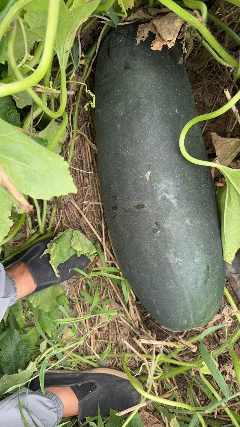 隆尧麦茬冬瓜