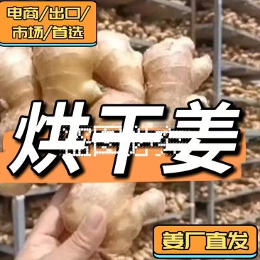 姜厂批发【新姜，老姜，水洗姜，干姜】坏烂包赔，全国发货