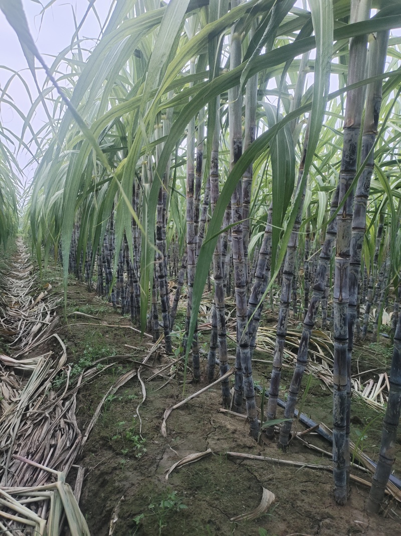 北方甘蔗，大量批发