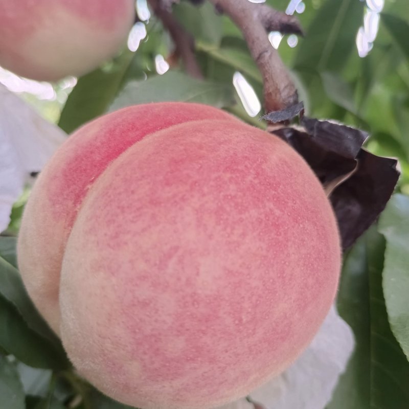 中秋蜜水蜜桃纸袋