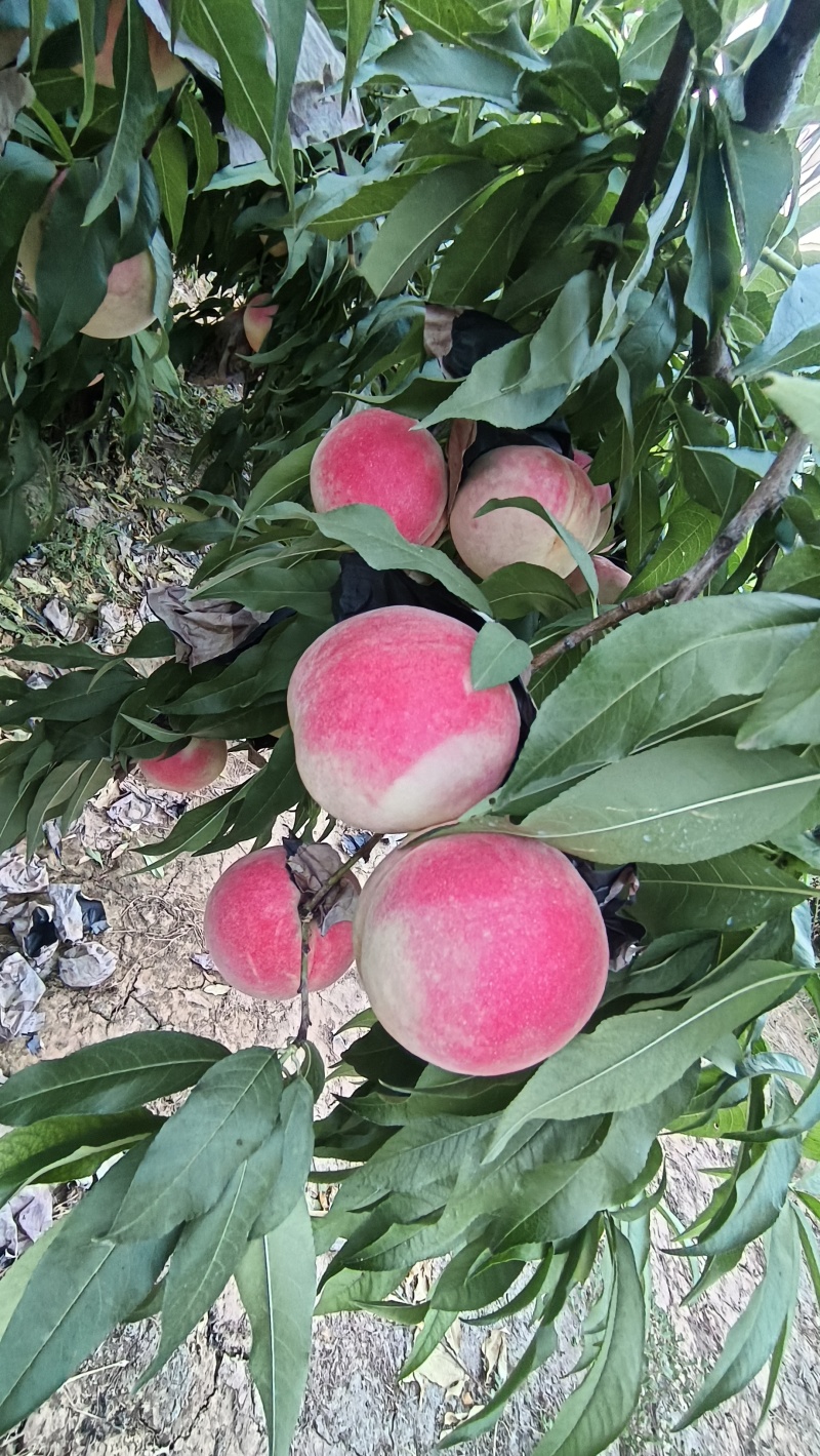 中秋蜜水蜜桃纸袋