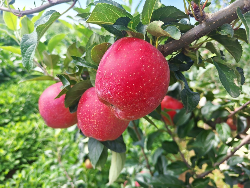 绥中鲁丽苹果