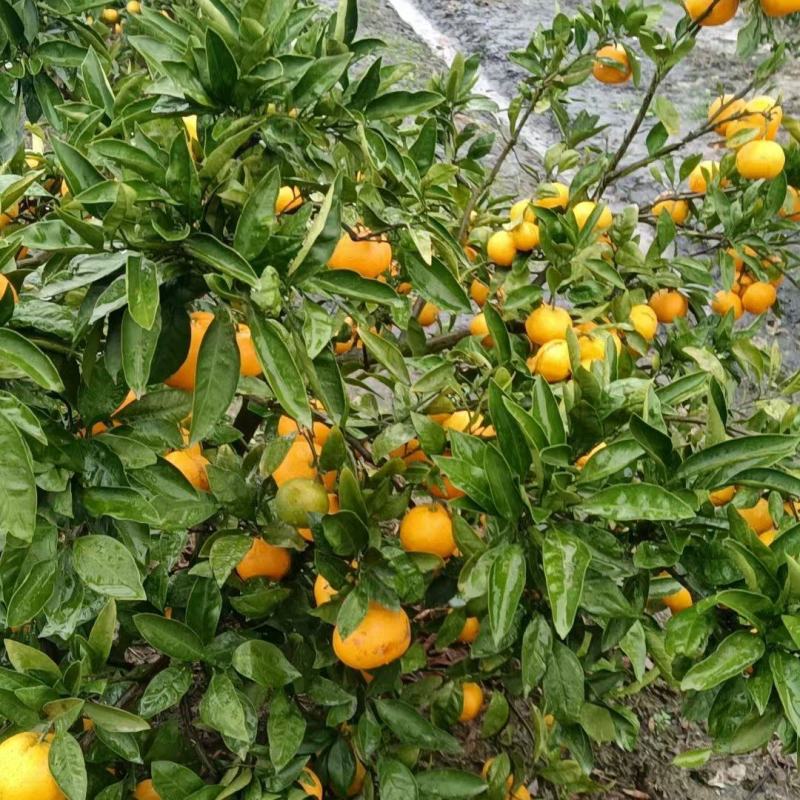 蜜橘