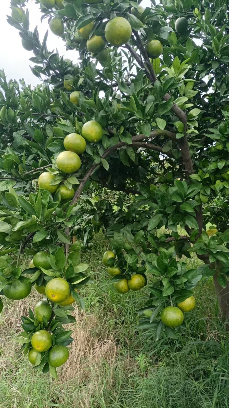 蜜橘