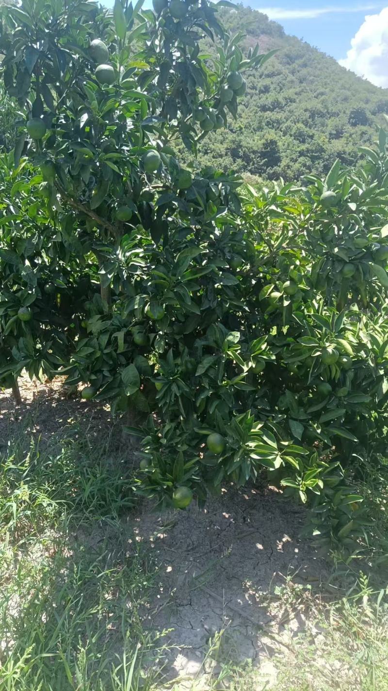 蜜橘