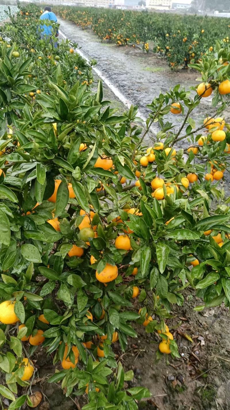 蜜橘