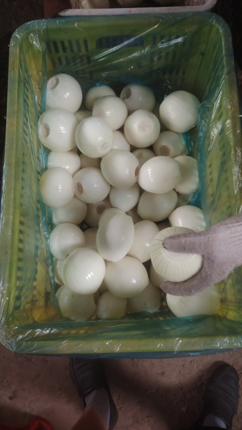 黄皮洋葱球大量现货供应规格包装定制超市电商食堂出口均可合