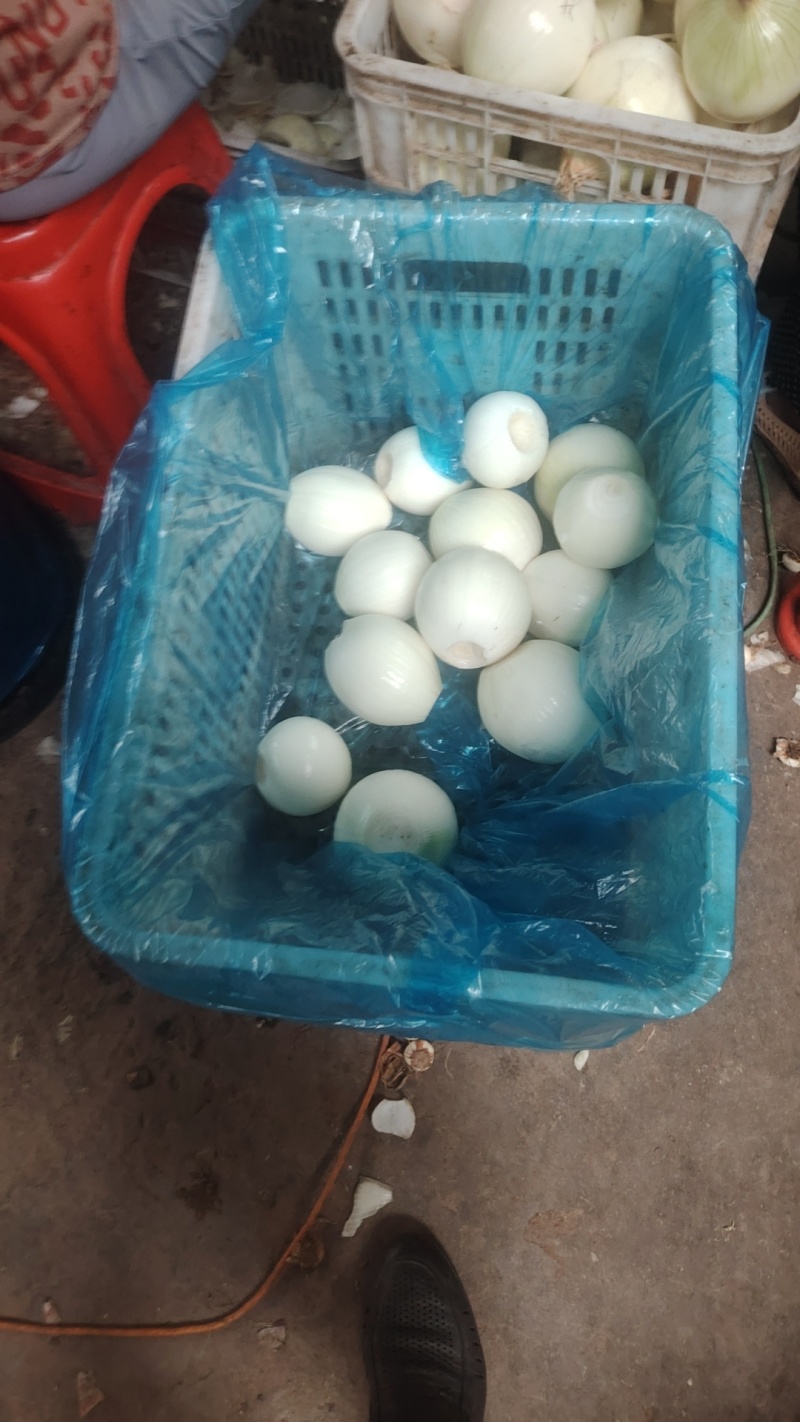 黄皮洋葱球大量现货供应规格包装定制超市电商食堂出口均可合