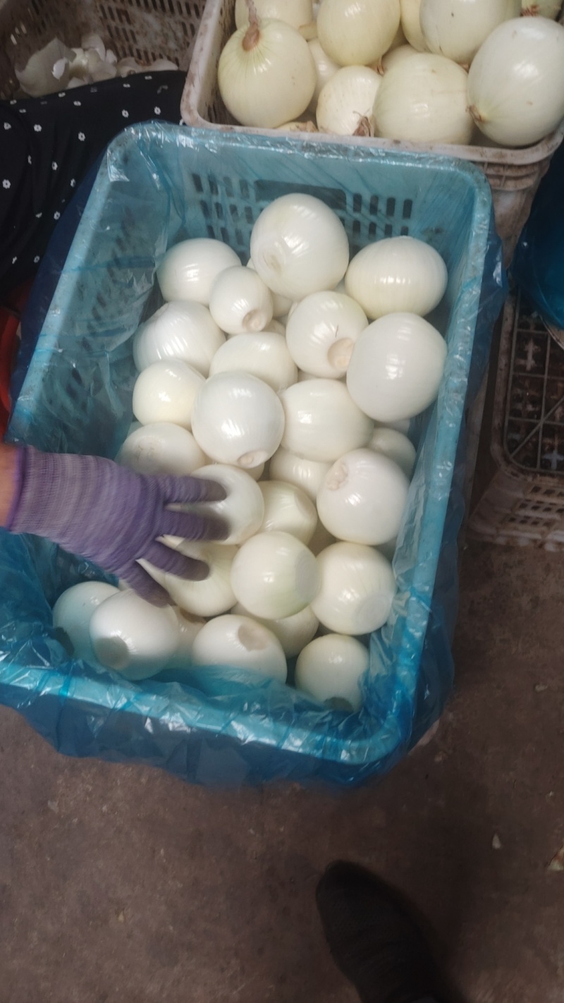 黄皮洋葱球大量现货供应规格包装定制超市电商食堂出口均可合