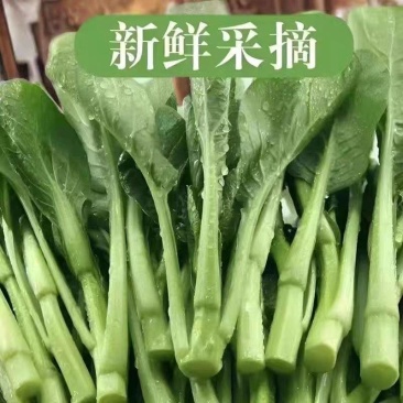 《油菜苔》青菜苔/广东菜心/基地直发/供应市场，商超团购