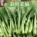 《油菜苔》青菜苔/广东菜心/基地直发/供应市场，商超团购