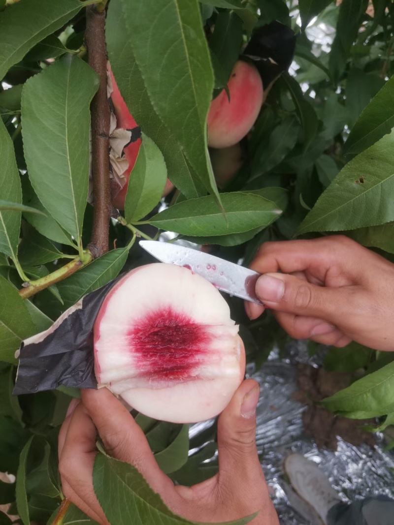 中秋蜜水蜜桃纸袋