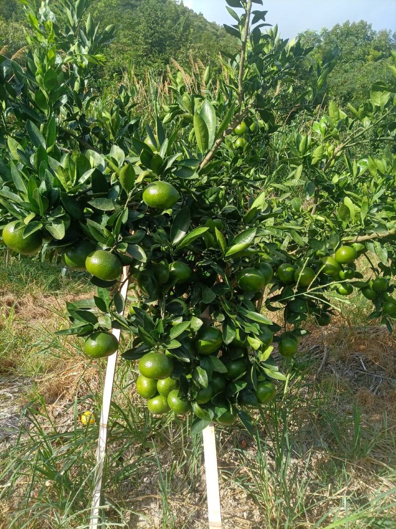 大丰1号桔子，台州蜜桔，一手货源