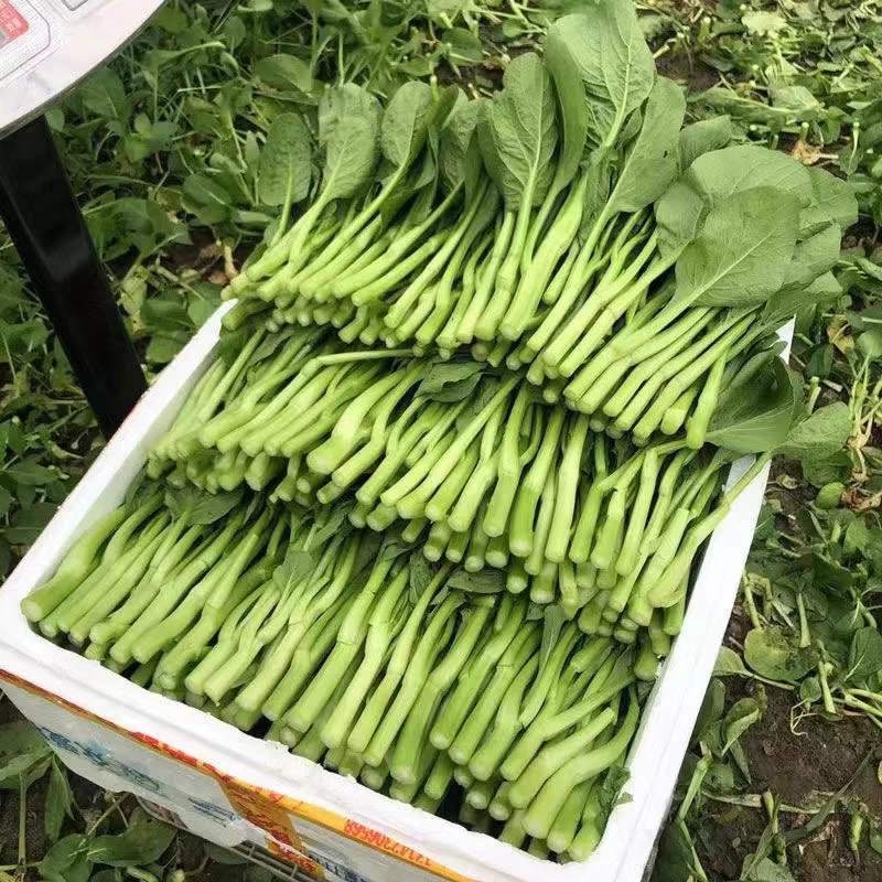 《油菜苔》青菜苔/广东菜心/基地直发/供应市场，商超团购