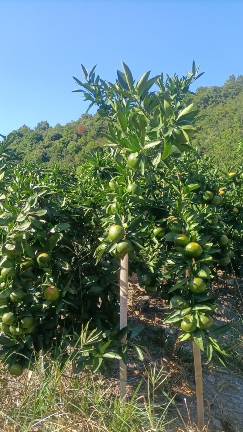 大丰1号桔子，台州蜜桔，一手货源