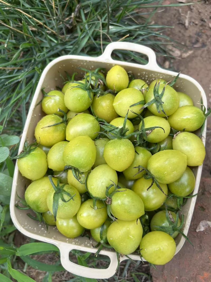 精品青甜2号小番茄一件代发量大从优质量保证欢迎咨询