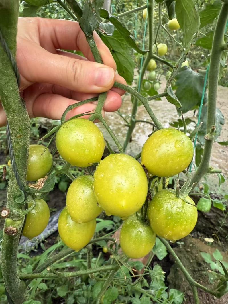 精品青甜2号小番茄一件代发量大从优质量保证欢迎咨询