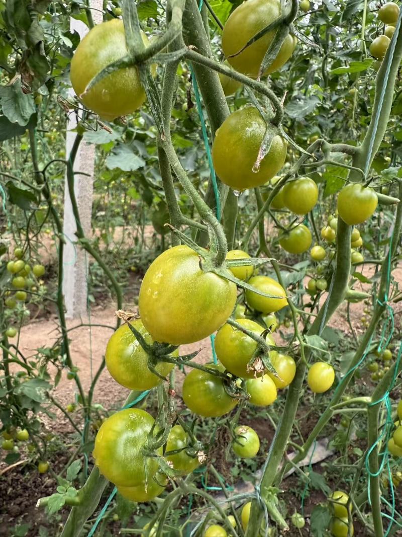 精品青甜2号小番茄一件代发量大从优质量保证欢迎咨询