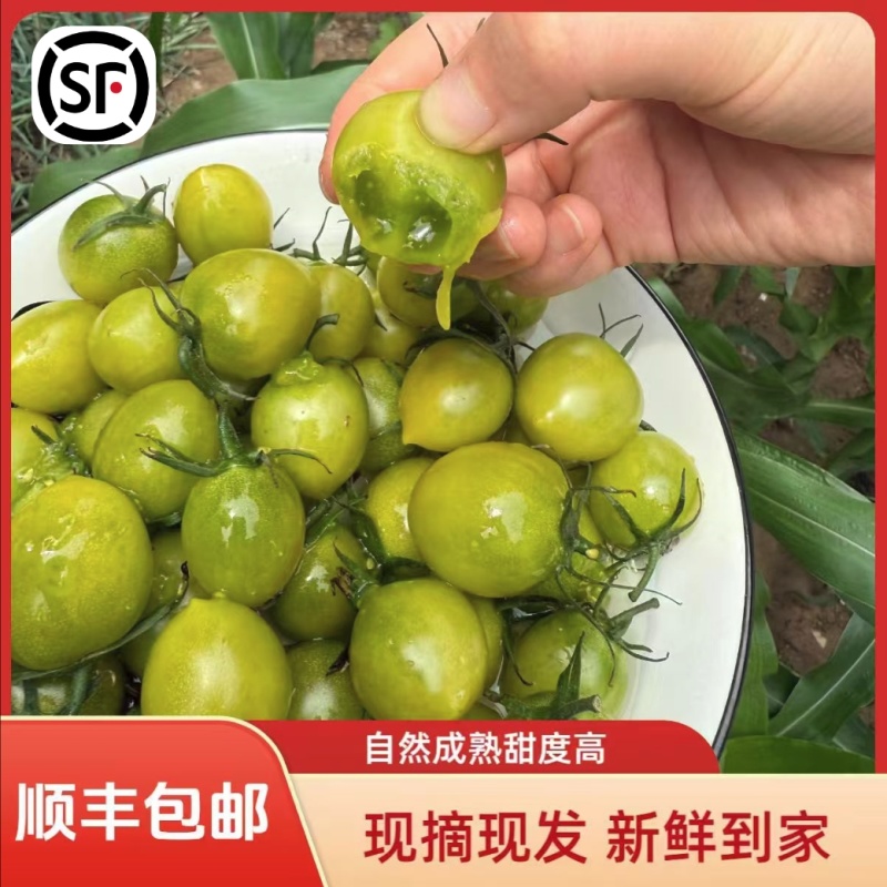 精品青甜2号小番茄一件代发量大从优质量保证欢迎咨询