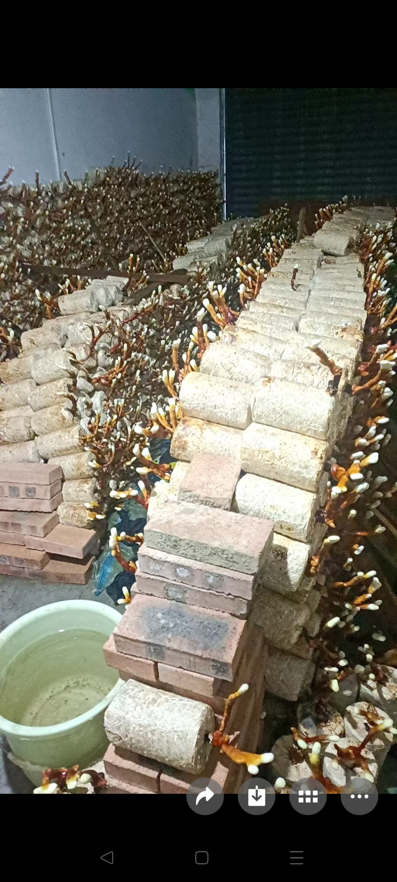 鹿茸菌