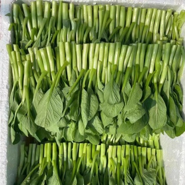 《广东菜心》青菜苔/曹县菜苔/基地直发/供应市场商超