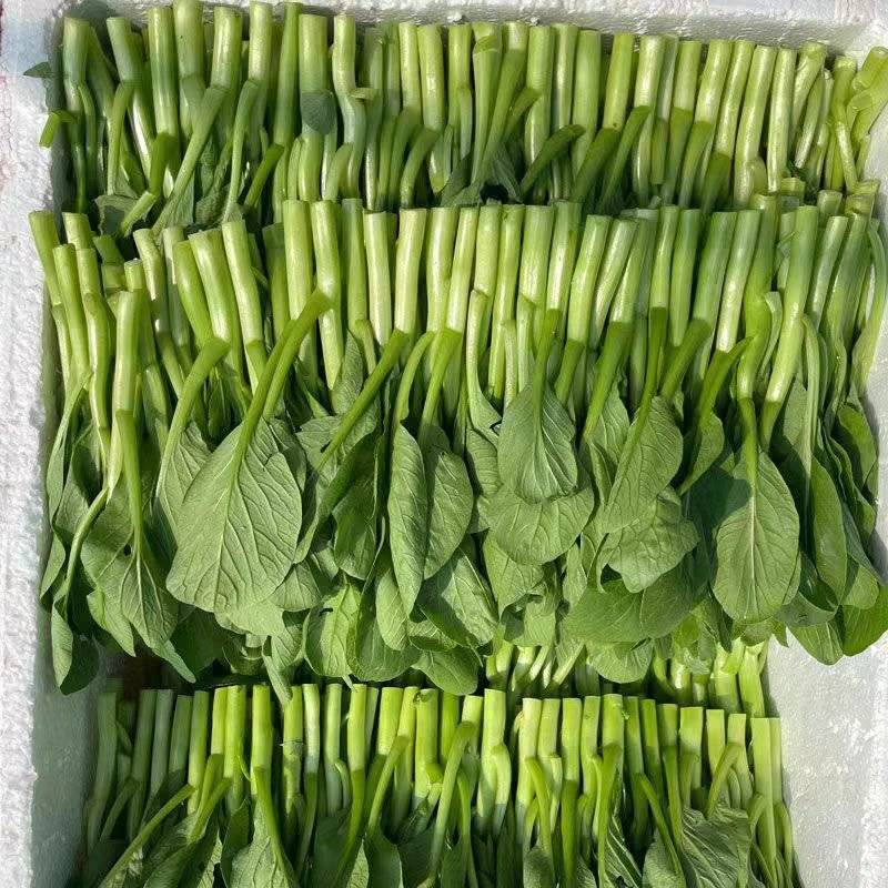 《广东菜心》青菜苔/曹县菜苔/基地直发/供应市场商超