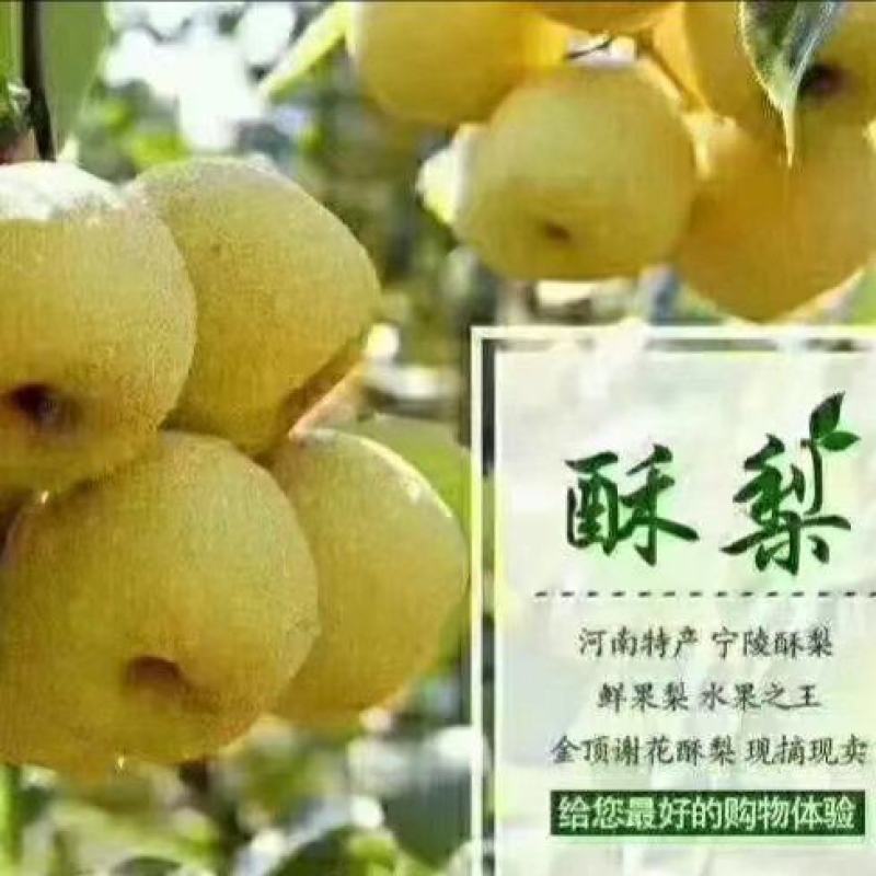 酥梨宁陵酥梨产地直发现摘现发品质保障对接全国等
