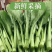 《广东菜心》青菜苔/曹县菜苔/基地直发/供应市场商超