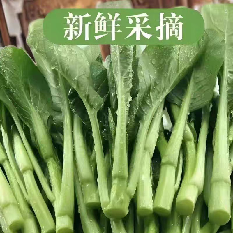《广东菜心》青菜苔/曹县菜苔/基地直发/供应市场商超