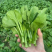 《广东菜心》青菜苔/曹县菜苔/基地直发/供应市场商超