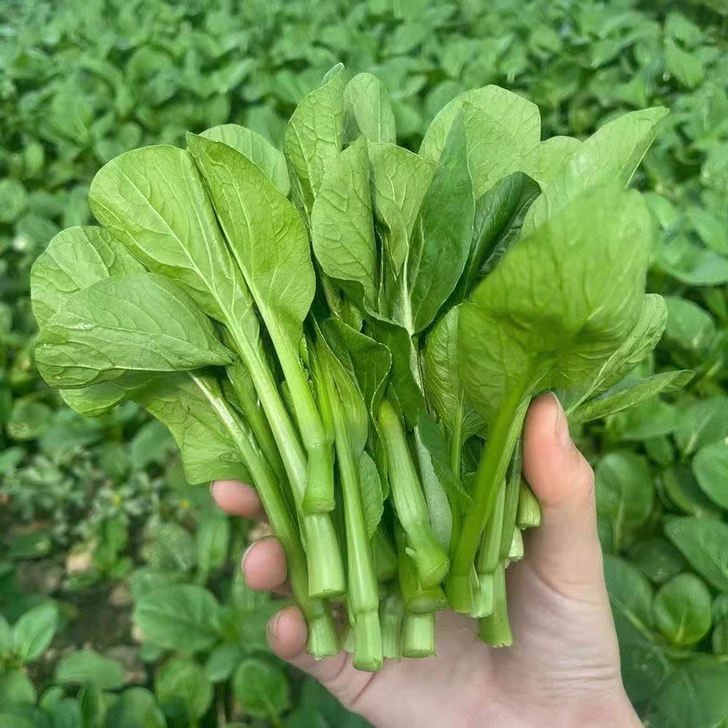 《广东菜心》青菜苔/曹县菜苔/基地直发/供应市场商超
