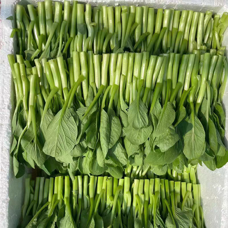 《广东菜心》青菜苔/曹县菜苔/基地直发/供应市场商超
