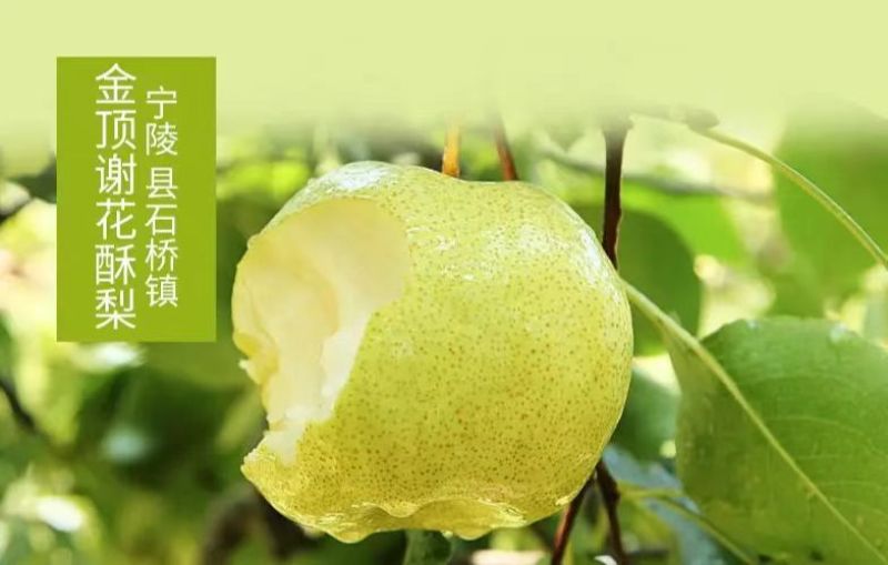 酥梨宁陵酥梨产地直发现摘现发品质保障对接全国等