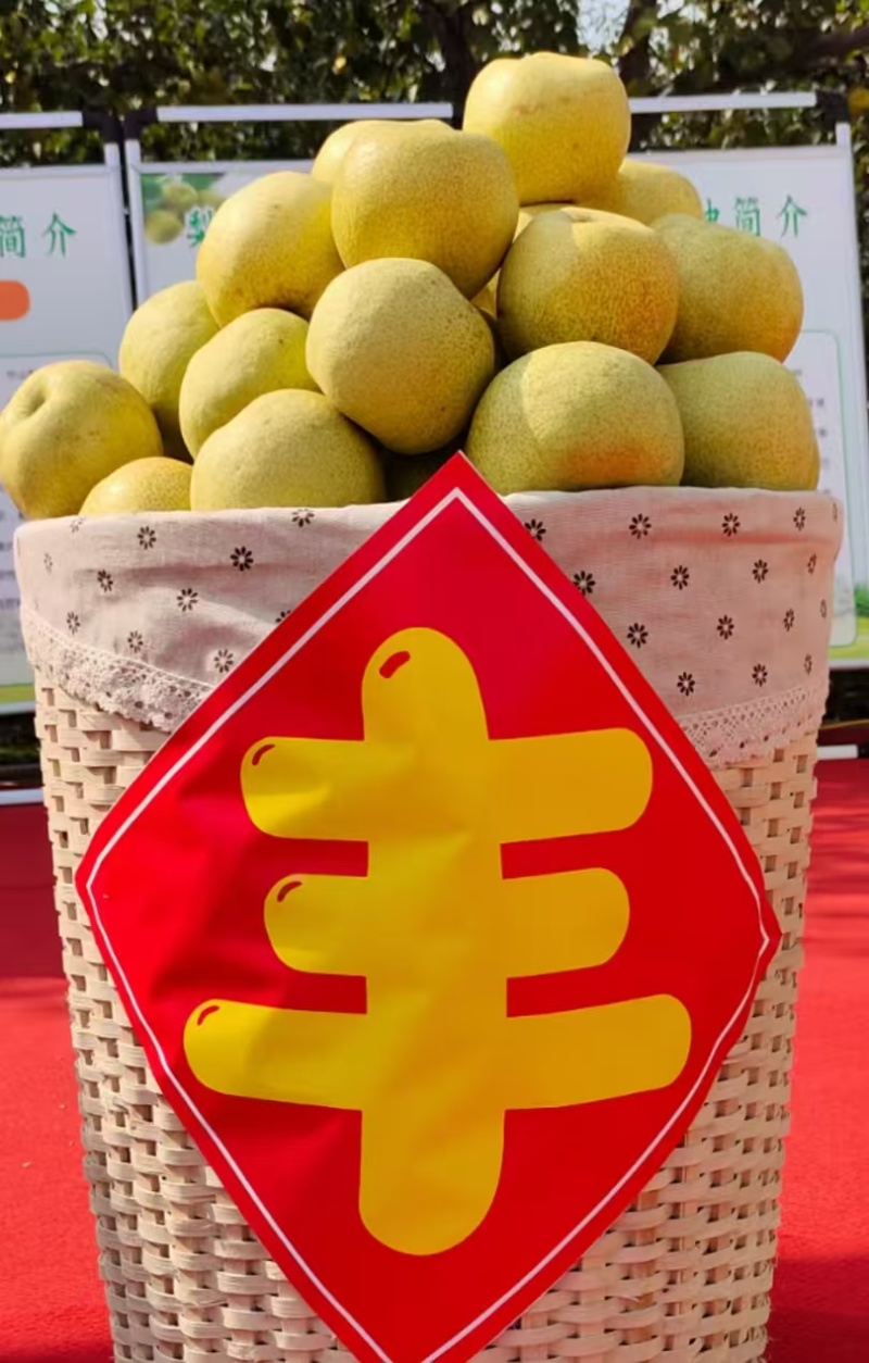 酥梨宁陵酥梨产地直发现摘现发品质保障对接全国等